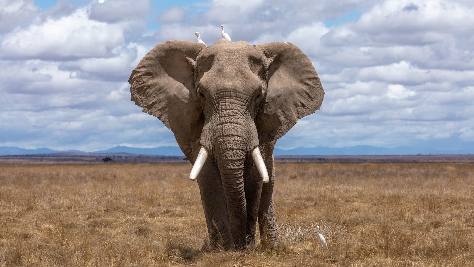 Elephant in the room